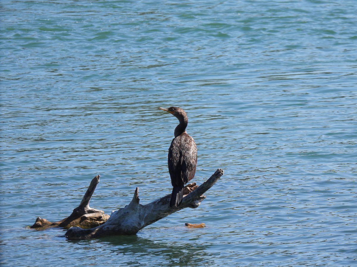 Double-crested Cormorant - ML640720106