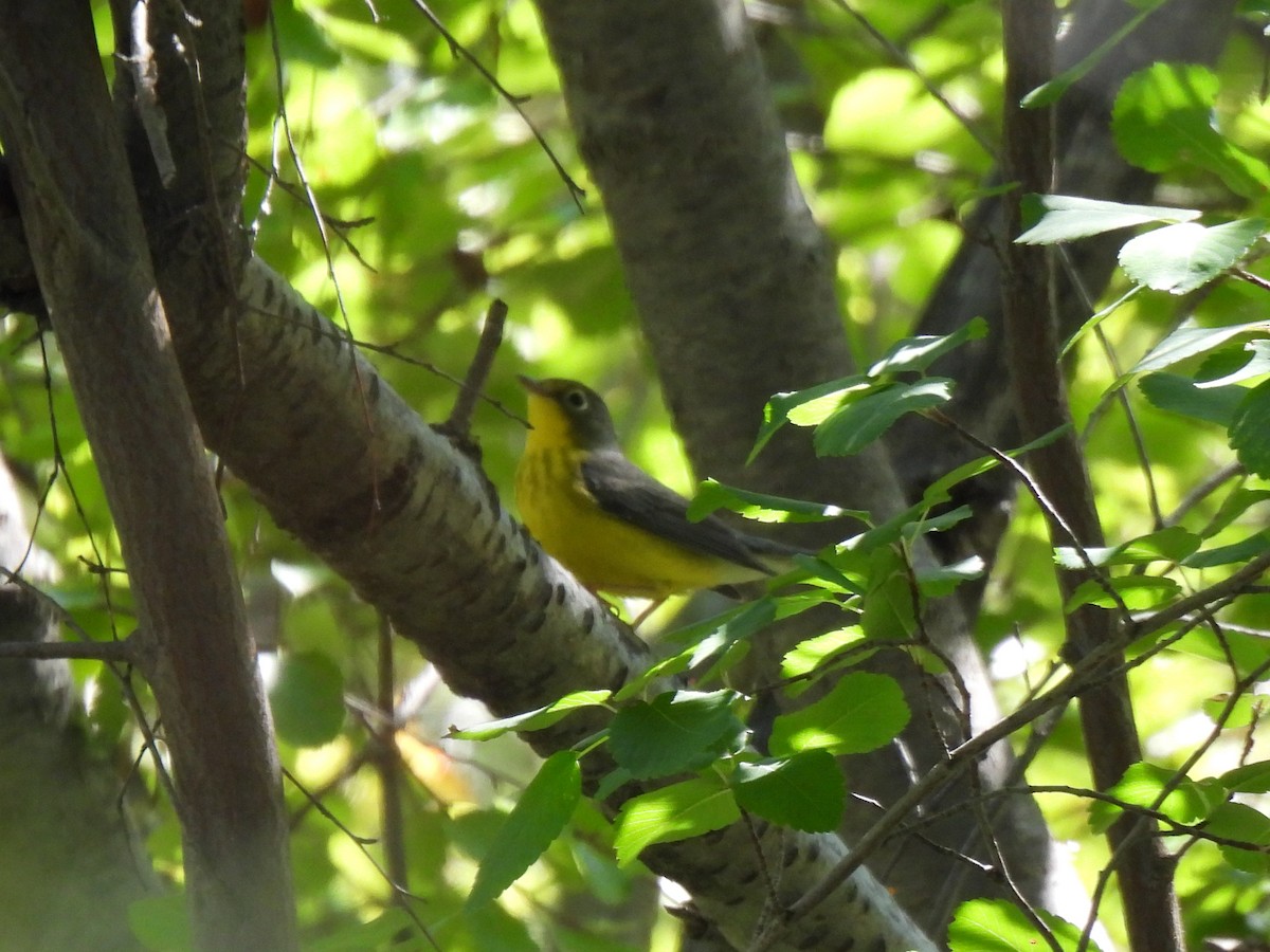 Canada Warbler - ML640720108