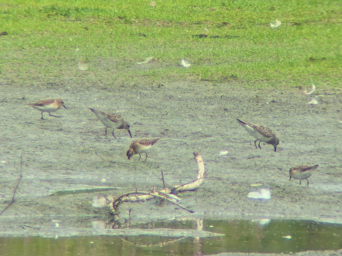 White-rumped Sandpiper - ML640720133