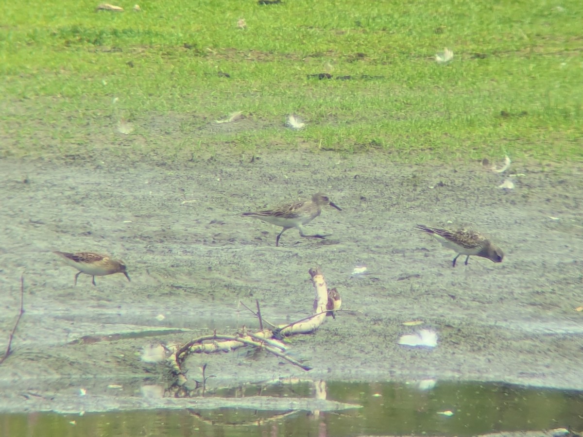 White-rumped Sandpiper - ML640720134