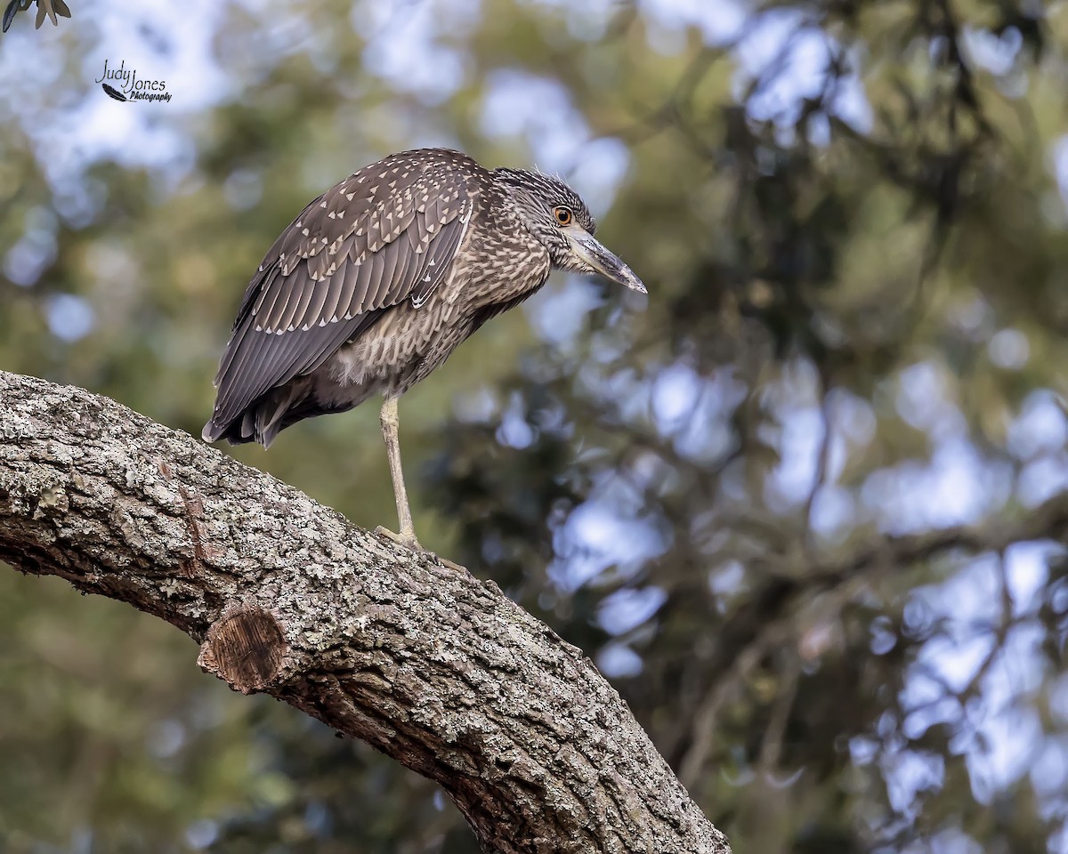 Yellow-crowned Night Heron - ML640720140