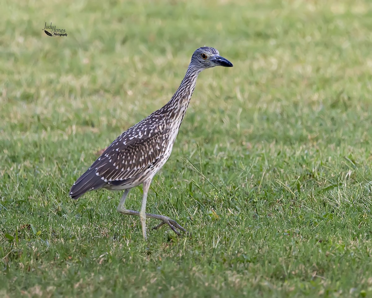 Yellow-crowned Night Heron - ML640720141