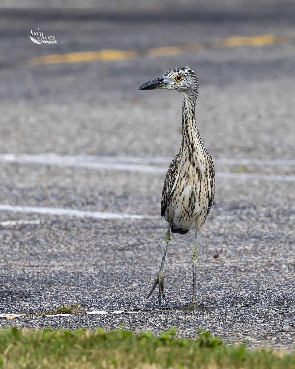 Yellow-crowned Night Heron - ML640720142