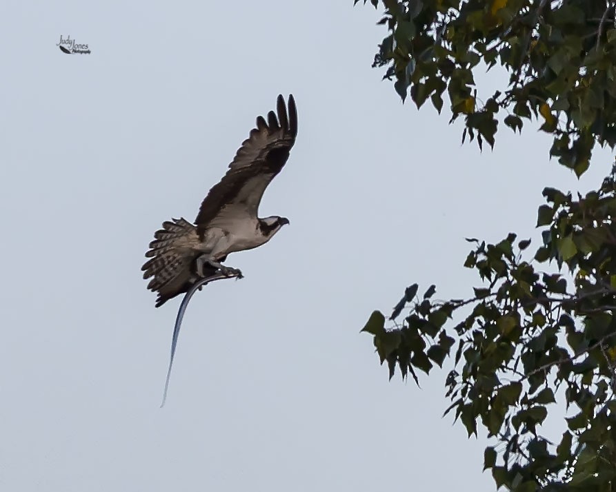 Osprey - ML640720147