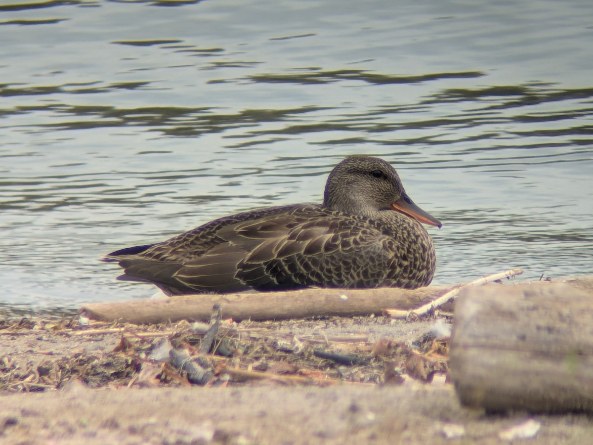 kopřivka obecná - ML640720153