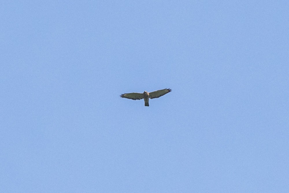 Broad-winged Hawk - ML640720196