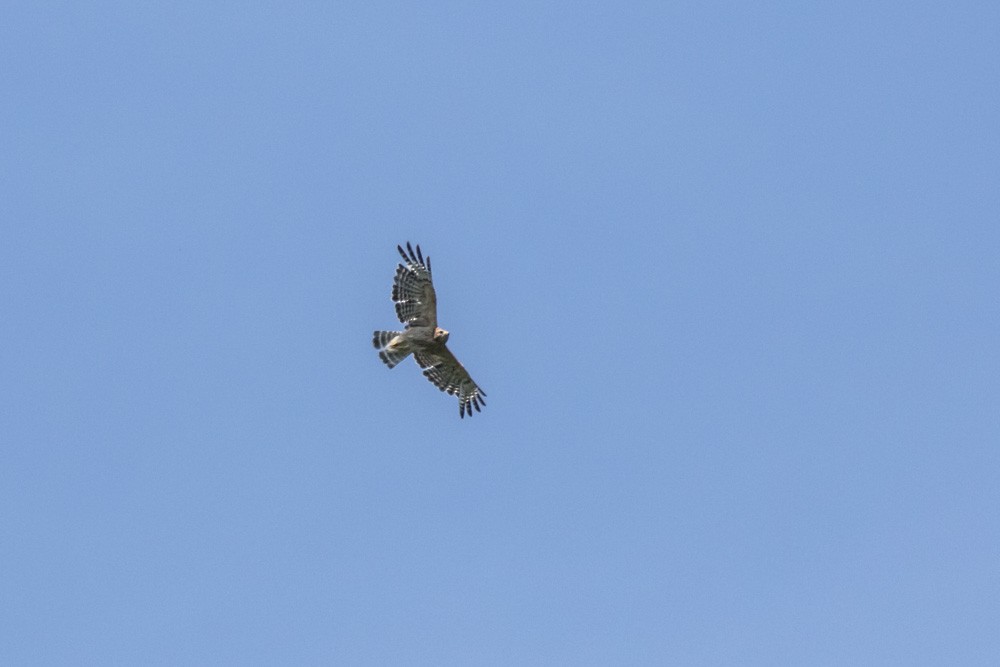 Red-shouldered Hawk - ML640720213