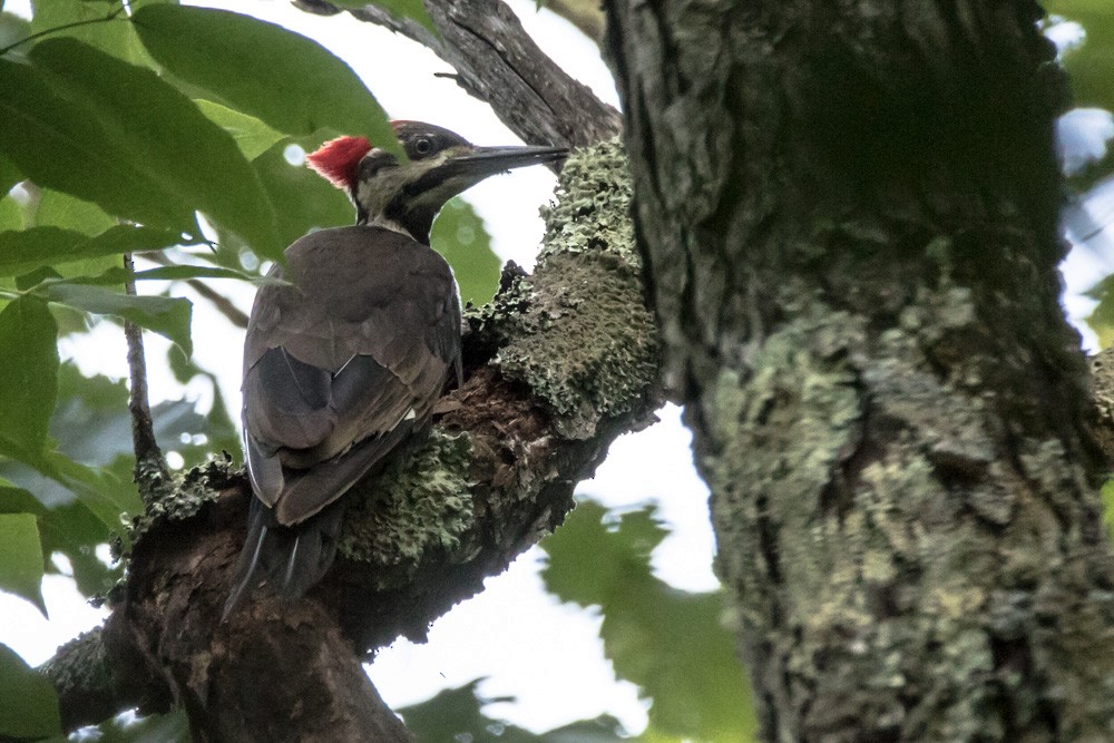 Pileated Woodpecker - ML640720266
