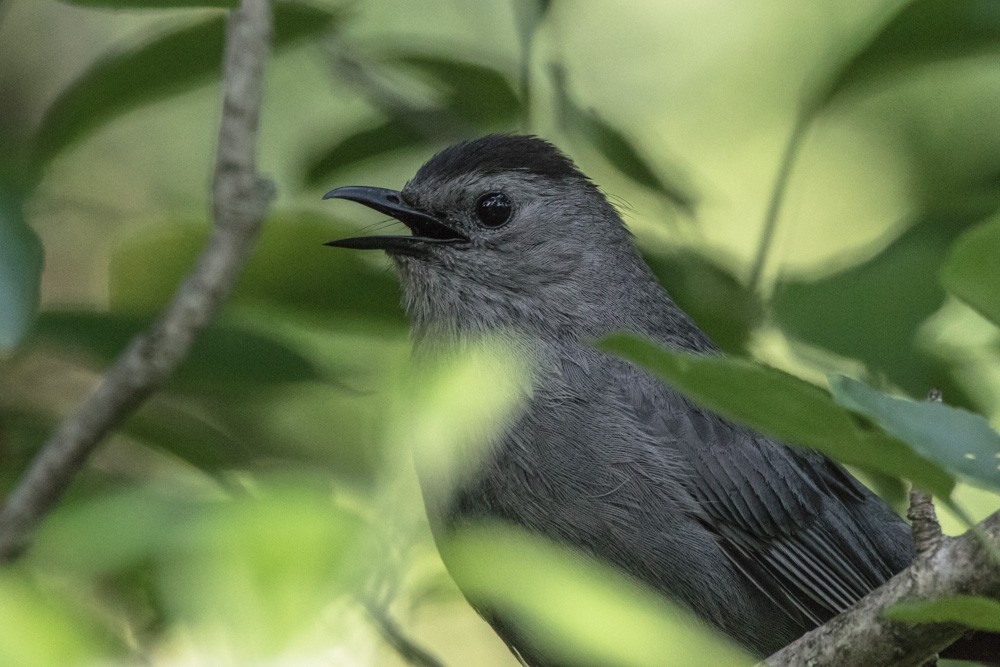 Gray Catbird - ML640720280