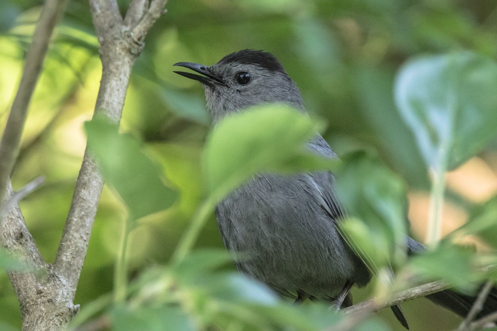 Gray Catbird - ML640720286