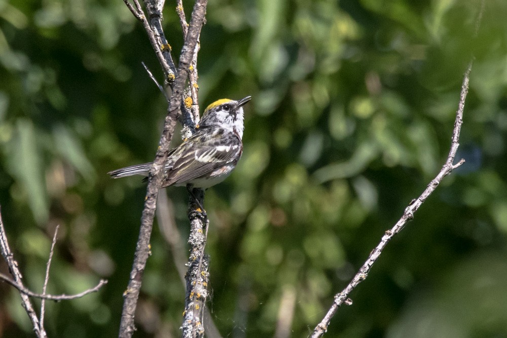 Chestnut-sided Warbler - ML640720294