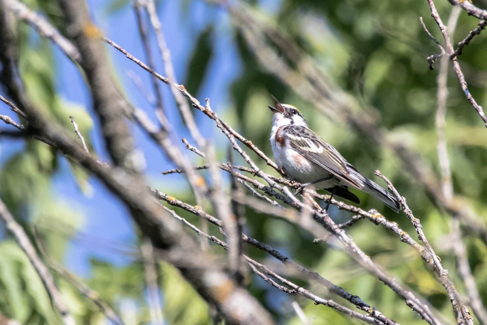 Chestnut-sided Warbler - ML640720295