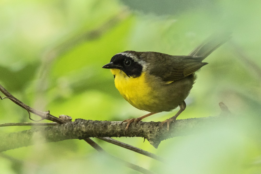 Common Yellowthroat - ML640720316