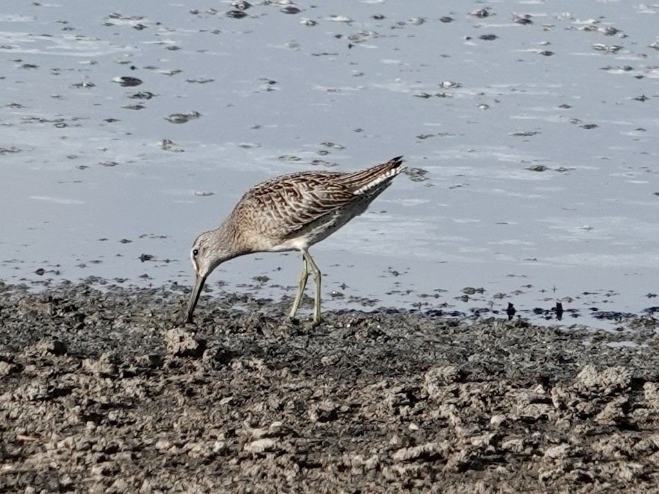 Short-billed Dowitcher - ML640720360