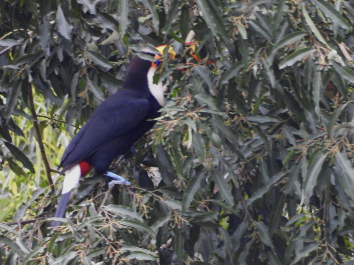 Toco Toucan - ML640720453