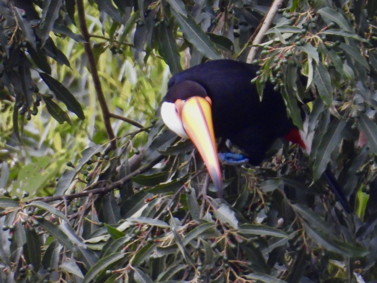 Toco Toucan - ML640720455