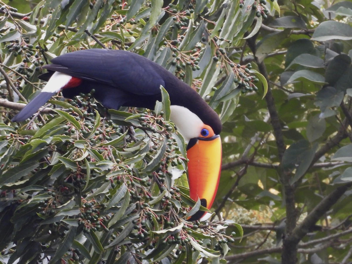 Toco Toucan - ML640720456