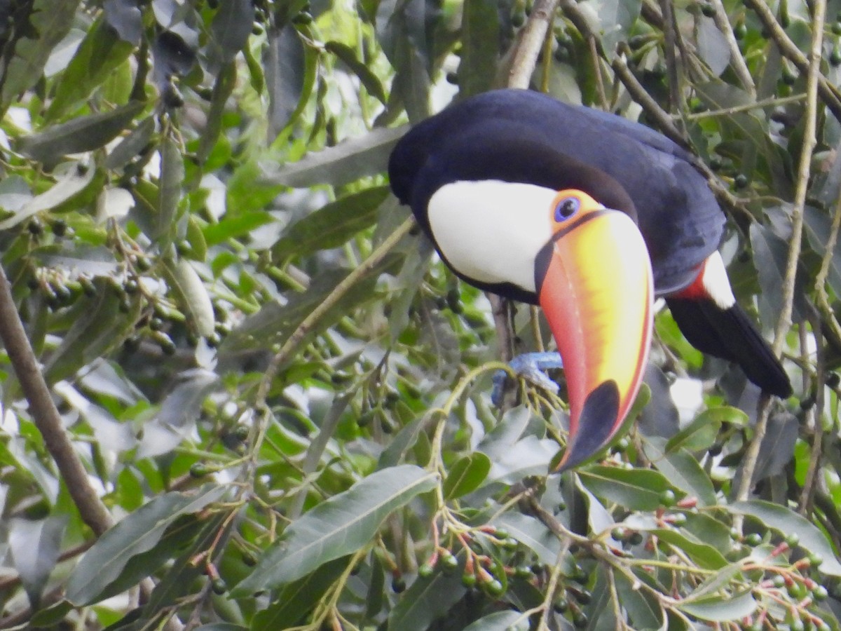 Toco Toucan - ML640720457