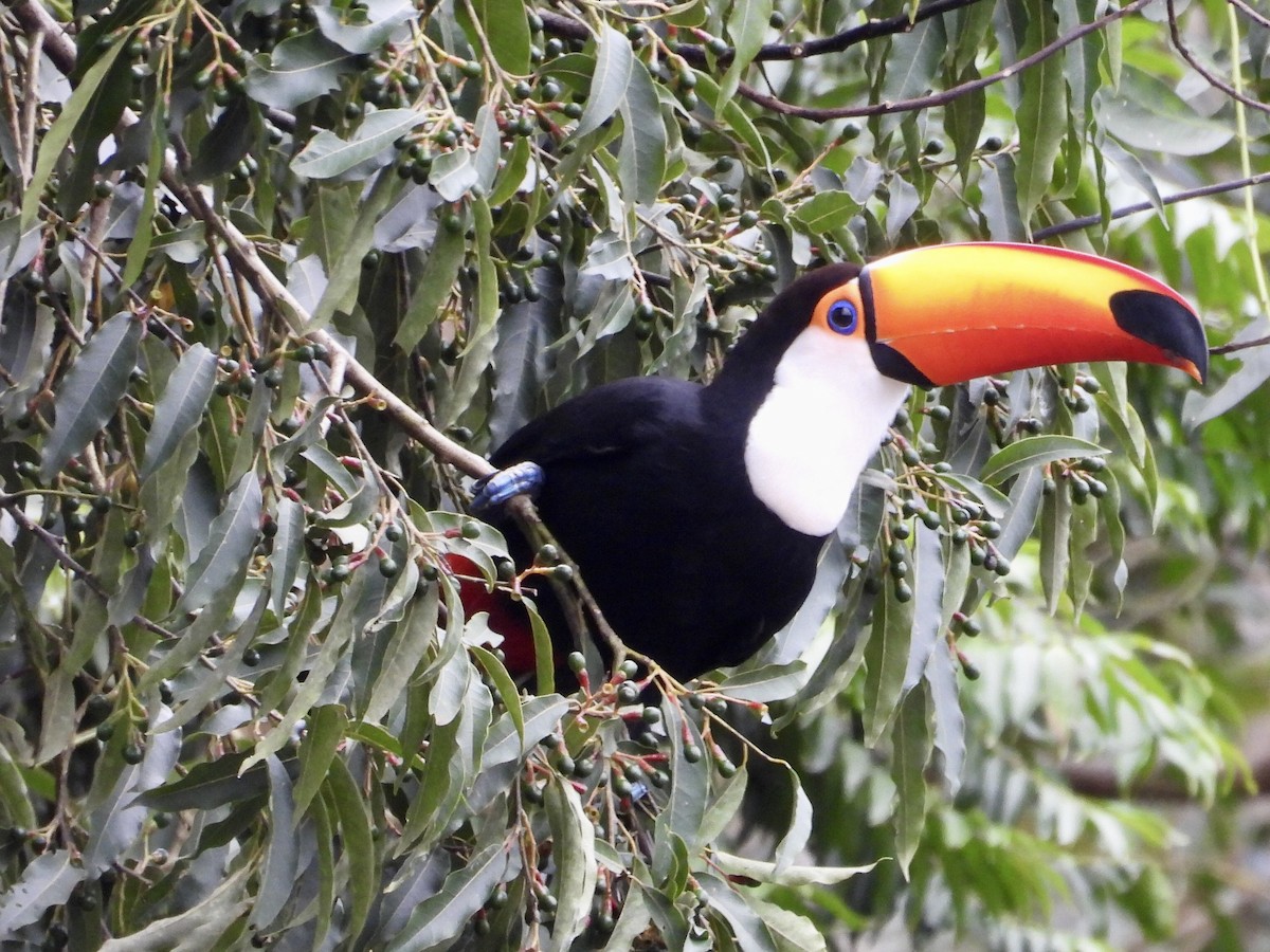 Toco Toucan - ML640720458