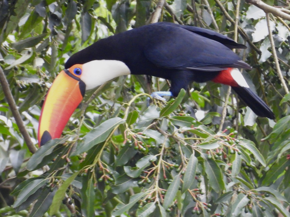 Toco Toucan - ML640720459