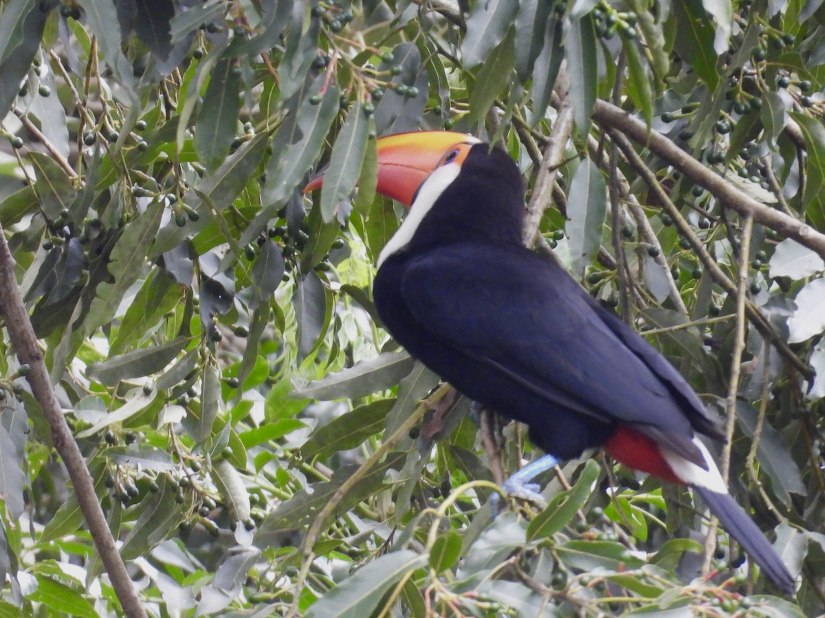 Toco Toucan - ML640720460