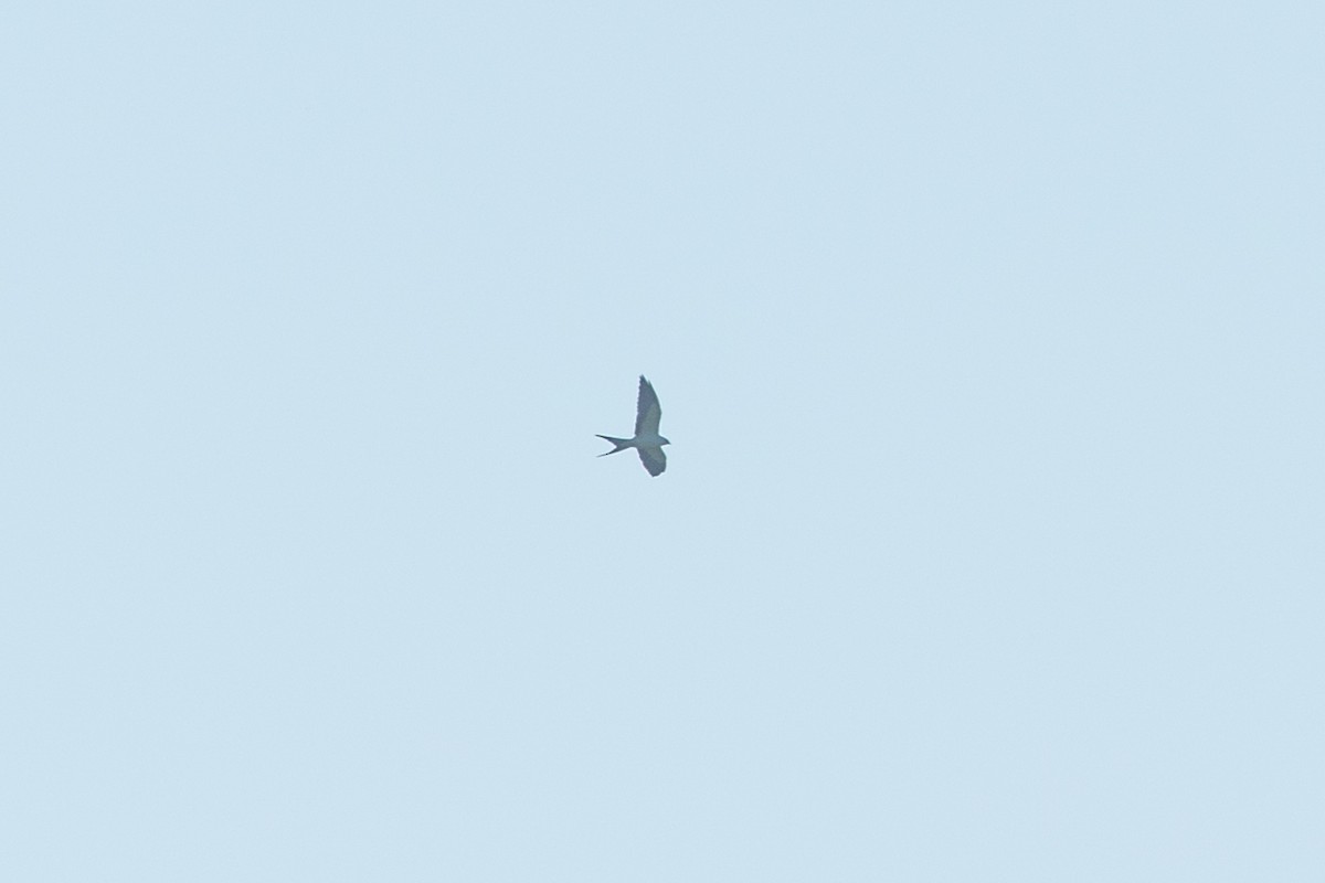 Swallow-tailed Kite - ML640720576