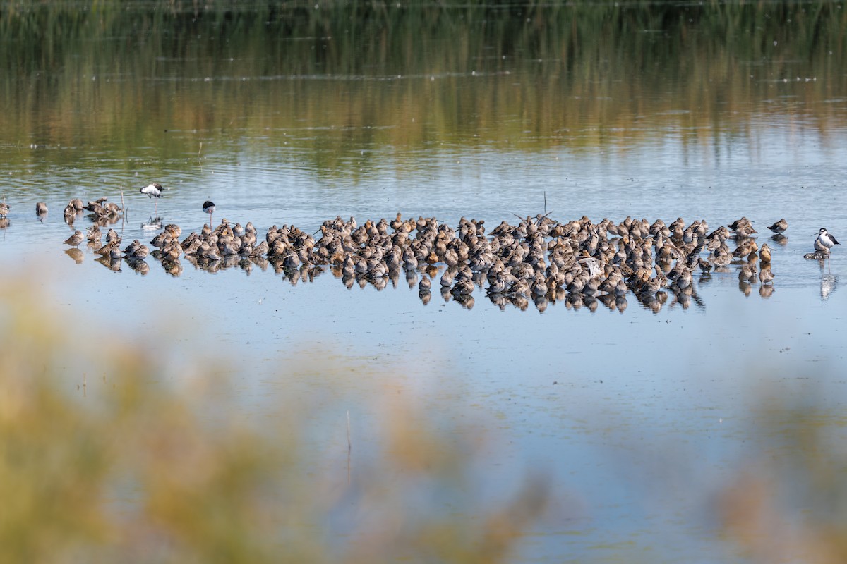 Long-billed Dowitcher - ML640720599