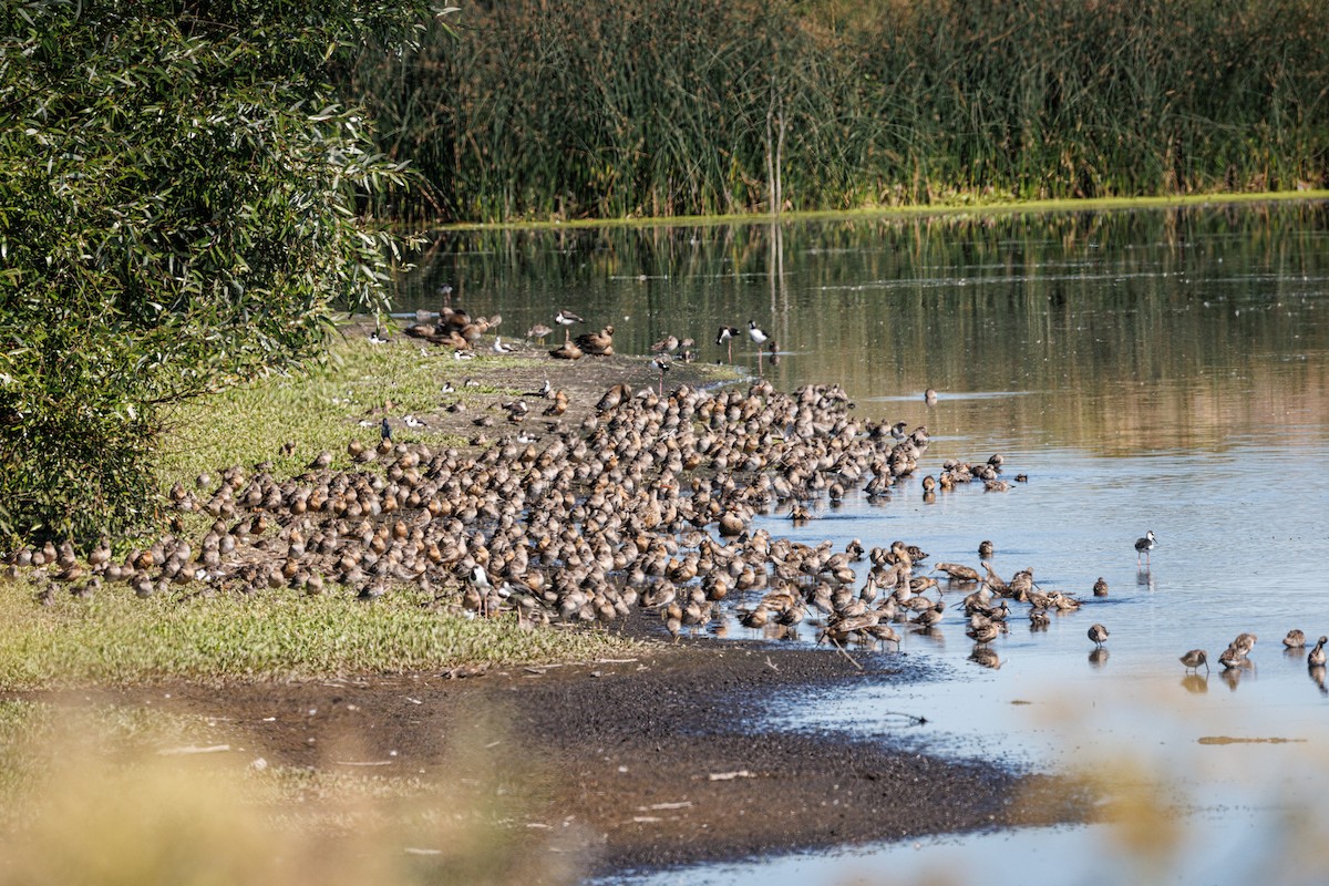 Long-billed Dowitcher - ML640720600
