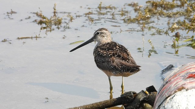 Bécassin à long bec - ML640720613
