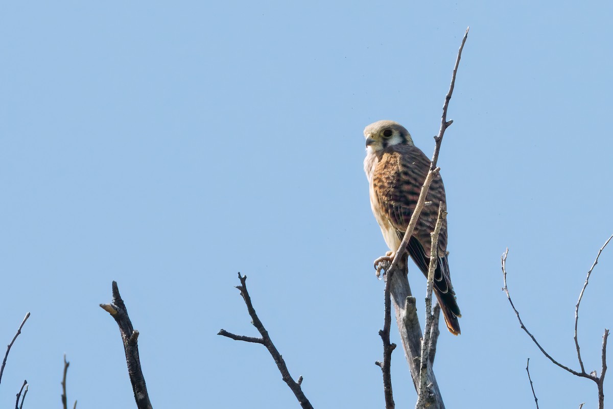 American Kestrel - ML640720628