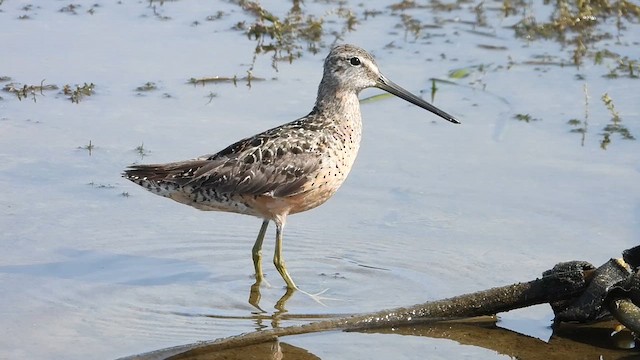 Bécassin à long bec - ML640720651