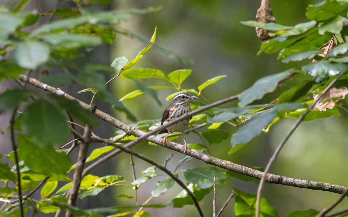 Stelzenwaldsänger - ML640720699