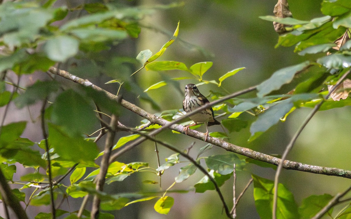 Stelzenwaldsänger - ML640720700