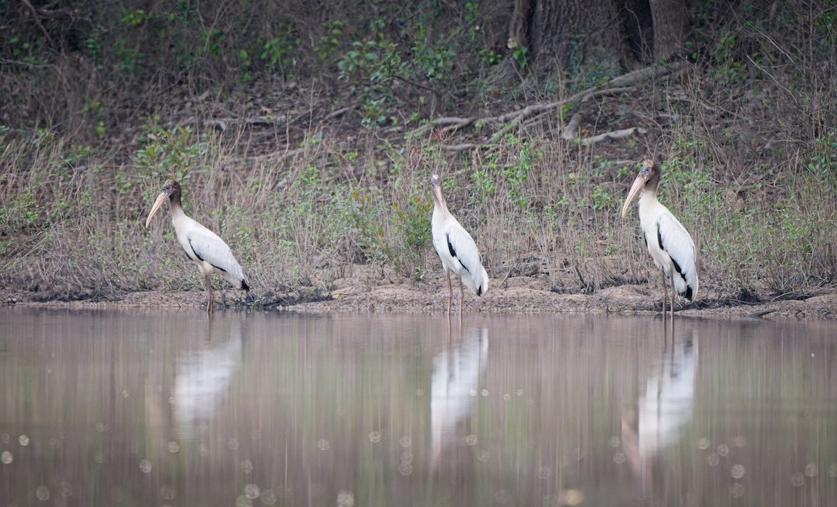 Wood Stork - ML640720709