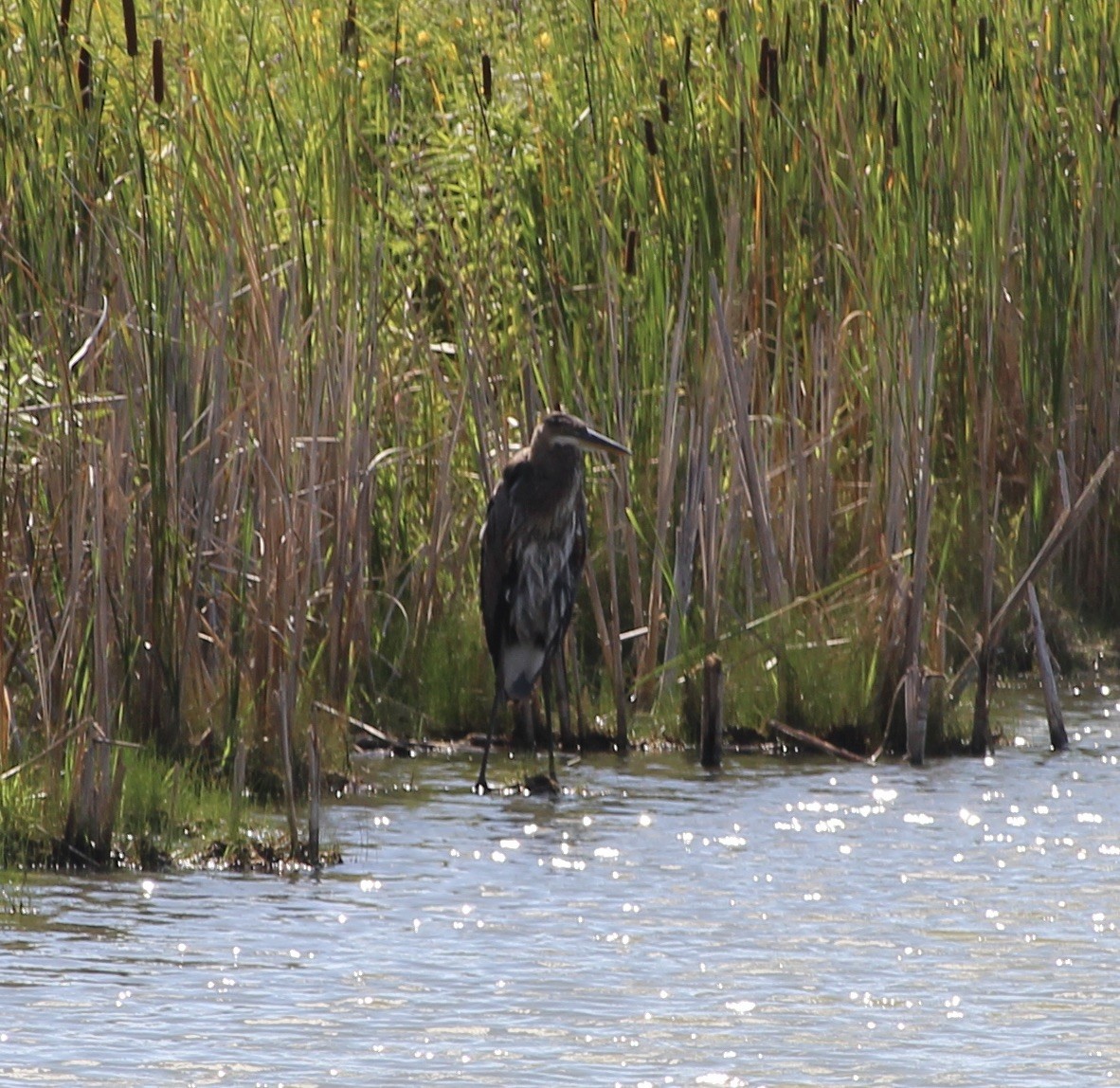 Great Blue Heron - ML640720729