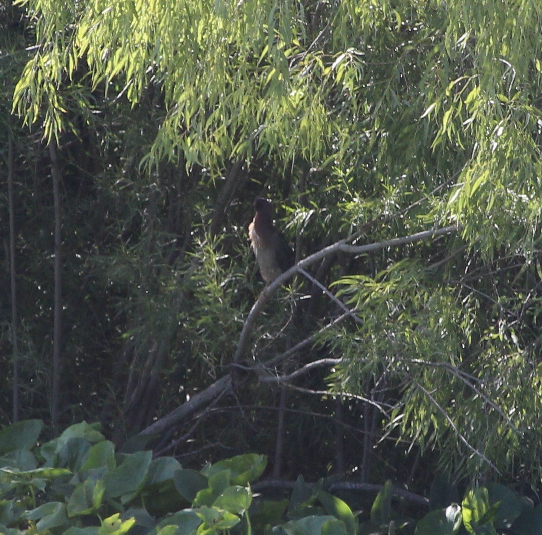 Green Heron - ML640720732