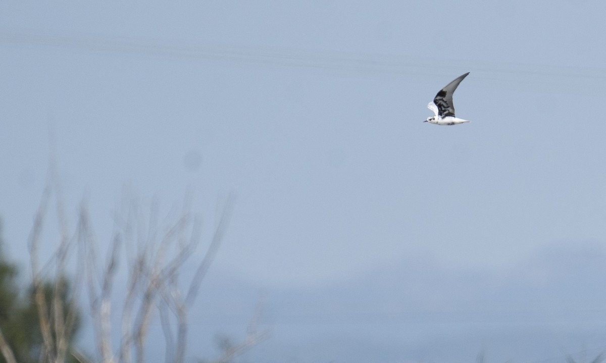 White-winged Tern - ML640720822