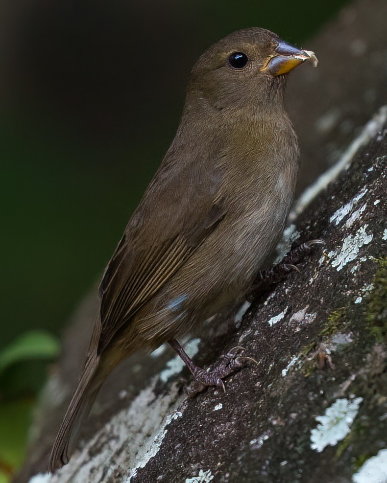 Sooty Grassquit - ML640720848