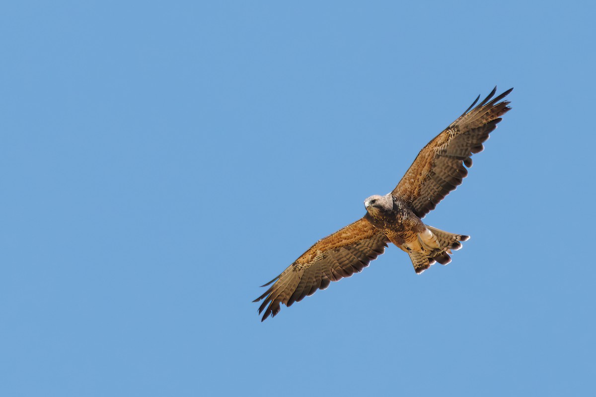 Swainson's Hawk - ML640720896