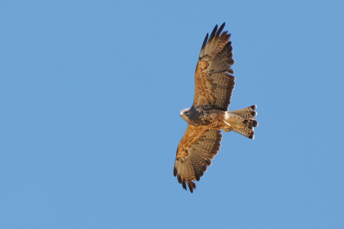 Swainson's Hawk - ML640720897