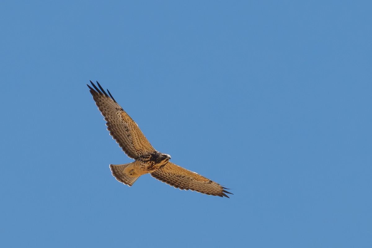 Swainson's Hawk - ML640720898