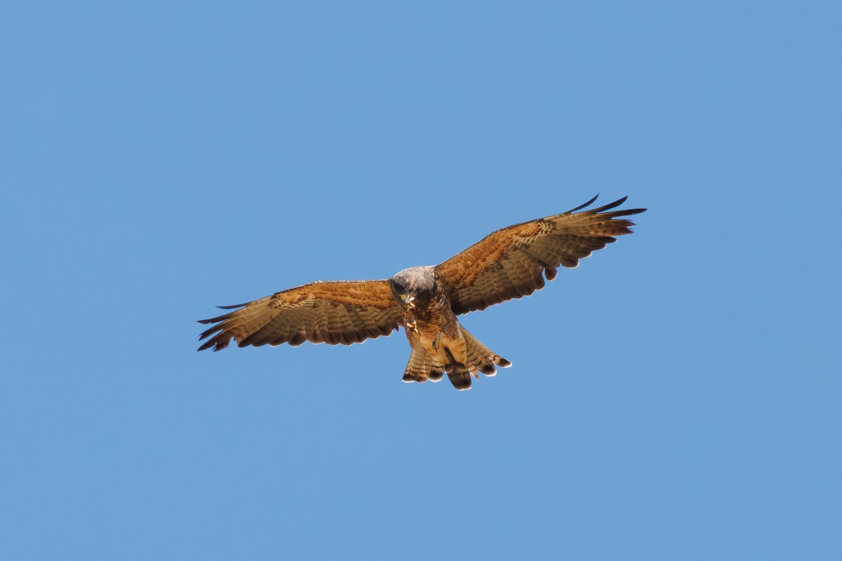 Swainson's Hawk - ML640720899