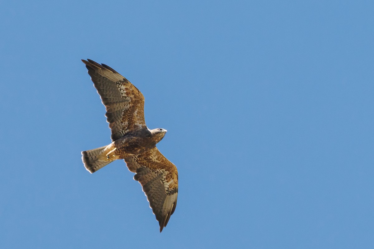 Swainson's Hawk - ML640720900
