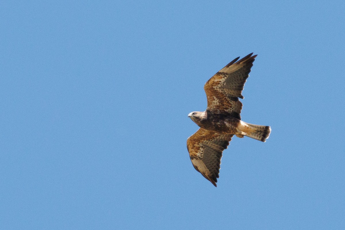 Swainson's Hawk - ML640720901
