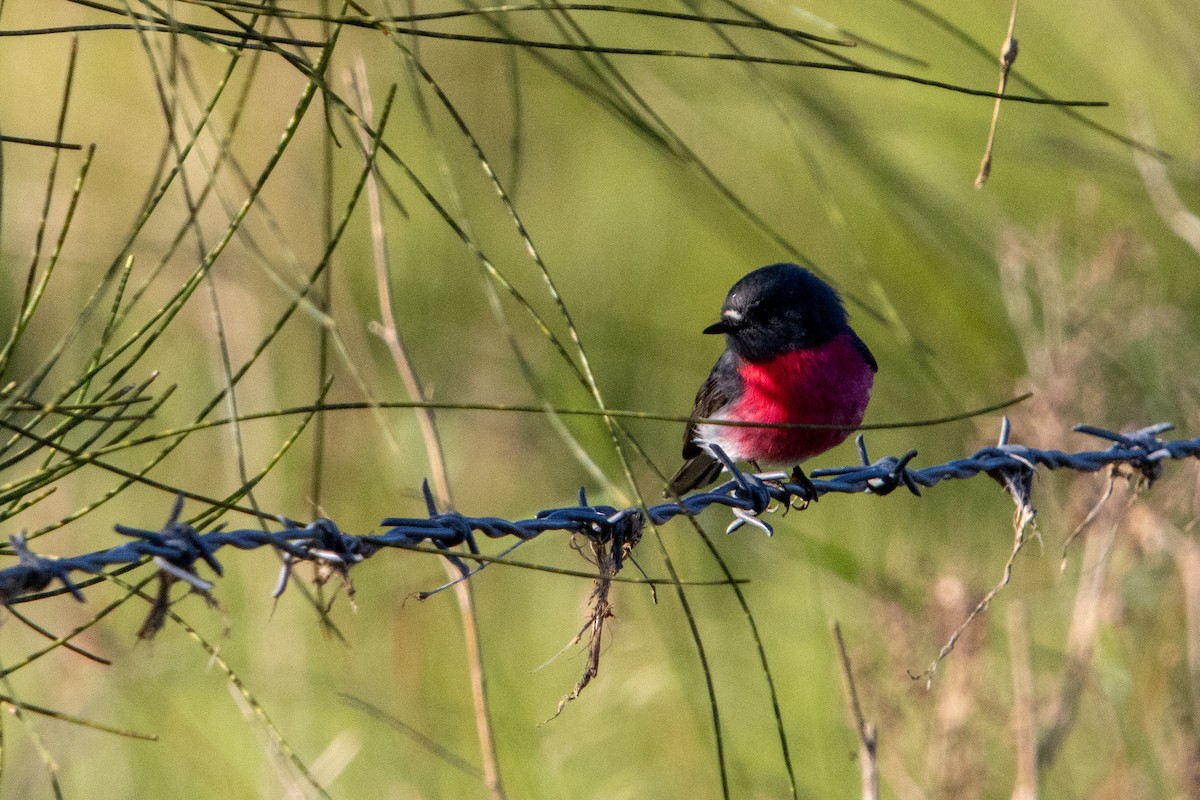 Rose Robin - ML640720920