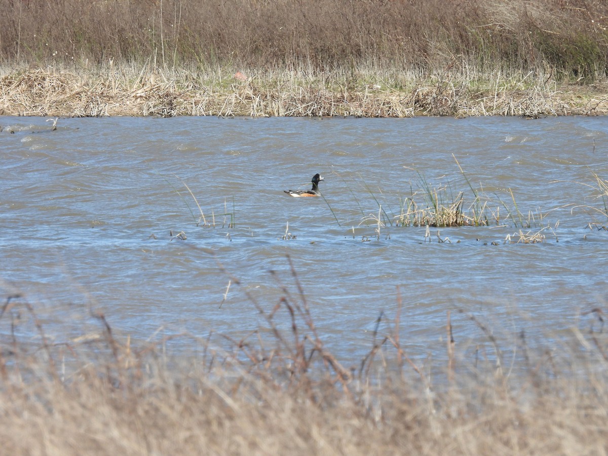 Chiloe Wigeon - ML640720932