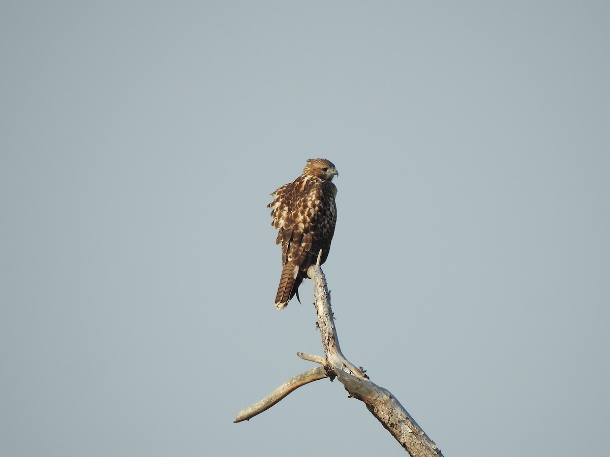 Red-tailed Hawk - ML640720948