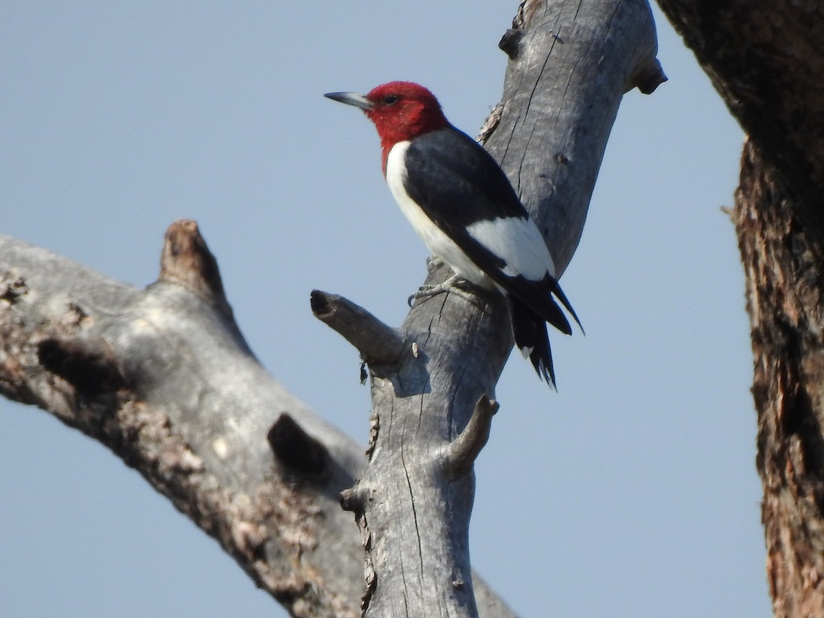 Red-headed Woodpecker - ML640720961