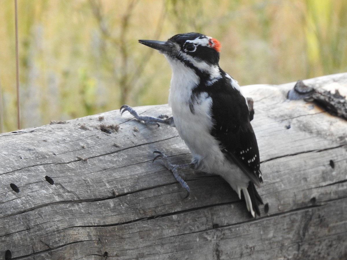 Hairy Woodpecker (Rocky Mts.) - ML640720970