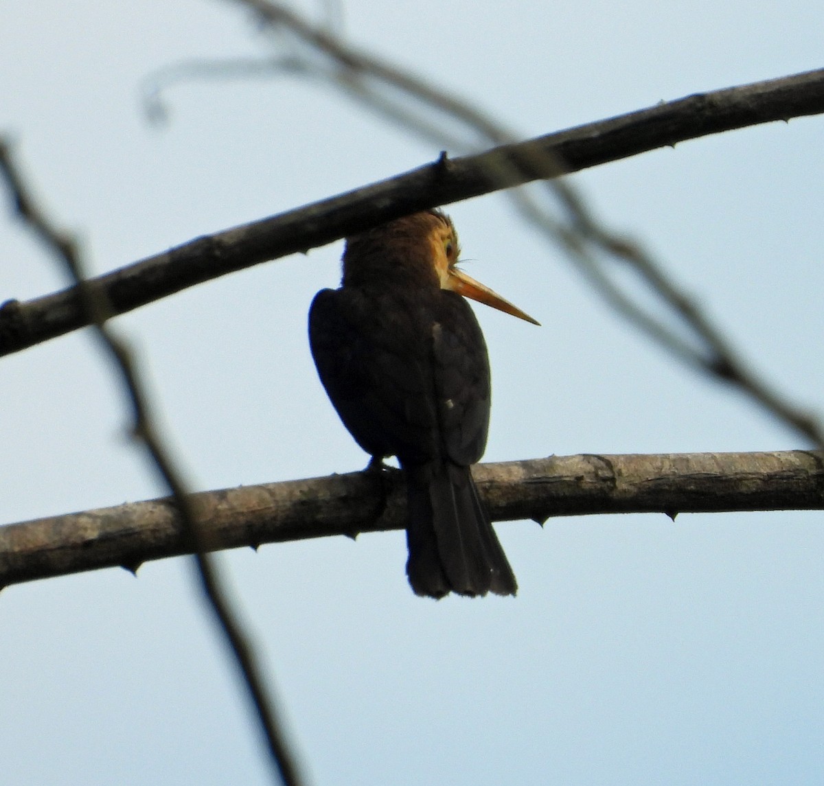 White-throated Jacamar - ML640720971